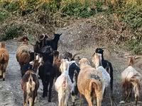 Ziege, Damask goat — Foto 6