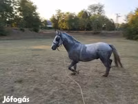 घोड़ा, Lipizzaner — फ़ोटो 1