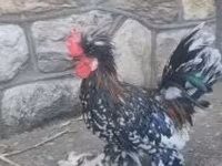 Chickens — zdjęcie 3