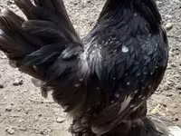 Chickens — fotografija 3