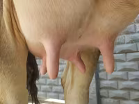 Krava, Swiss cattle — fotografija 2