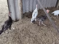 Turkeys — zdjęcie 4