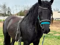 公马, Friesian — 照片 3