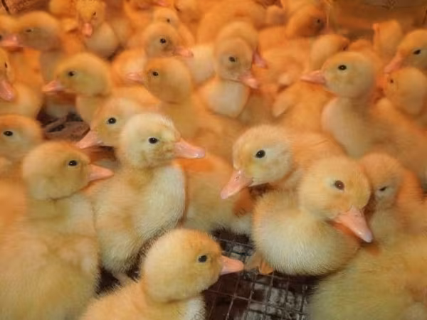 Ducks