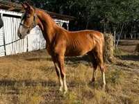 Stute, Dutch warmblood horse — Foto 2