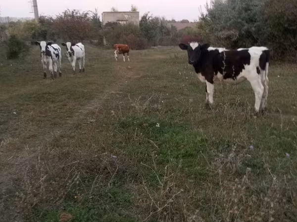 雄牛, Russian Black pied cattle