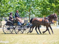 Horse (M), Hungarian horse breed — photo 1