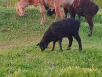 Ovelha, Arashan sheep — foto 7