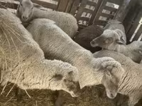 Qoʻy, Blackheaded Persian sheep — 6-rasm