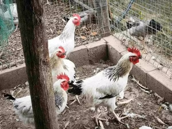 サセックス
