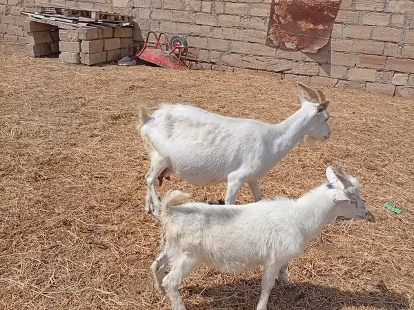 Koza, Toggenburg goat