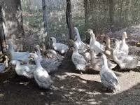 Ducks — Foto 3