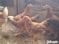 Chickens — الصورة 2