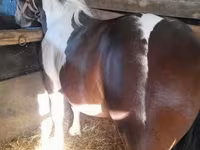 Cavalo, Cavalos — foto 7