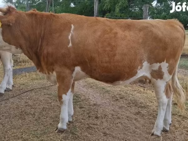 Cow, Simmental cattle