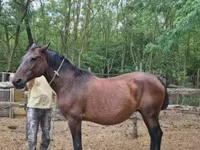 Stute, Hungarian horse breed — Foto 3