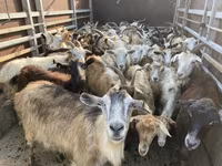 Ram, Sheep — photo 5