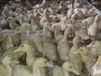 Ducks — الصورة 4