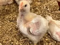 Chickens — zdjęcie 3
