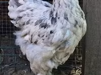 Brahma — Foto 1