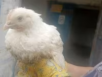 Chickens — foto 3