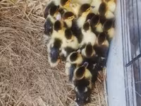 Ducks — photo 5