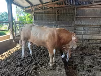 Bik, Blonde d’Aquitane cattle — fotografija 5