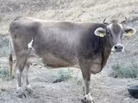 Krava, Ukrainian Brown Dairy Cattle — fotografija 3