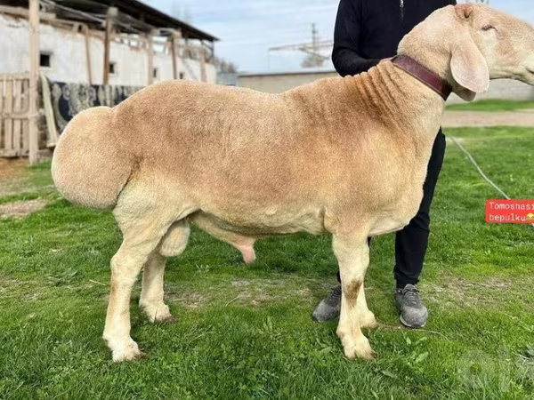 Ram, Sheep