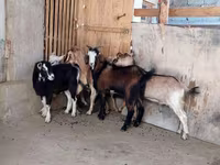 Koza, Kozy — zdjęcie 3