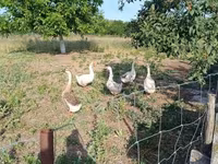 Geese — fotografija 2