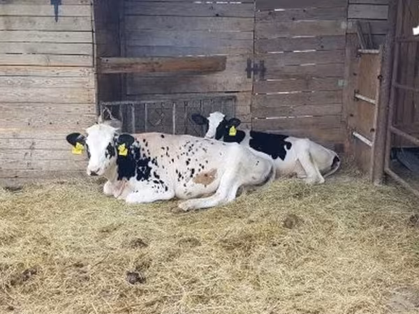 Vaca, Raça Holstein — Hungria