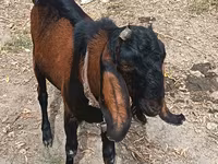 Bode, Cabras — foto 1