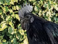 Ajam cemani — fotografija 1