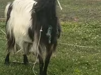 Kozy (partia, płeć nieokreślona), Kozy — zdjęcie 4
