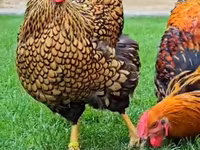 Chickens — fotografija 2