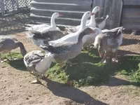 Geese — 写真 1