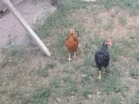 Chickens — الصورة 3