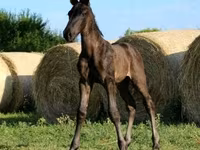 घोड़ा, Hungarian horse breed — फ़ोटो 3