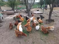 Chickens — fotografija 4