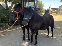 Jument, Chevaux — photo 4