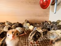 Quails — Foto 4