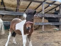 母马, Shetland Pony — 照片 4