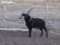 كبش, Shetland sheep — الصورة 4