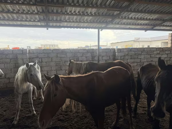 Égua, Cavalos