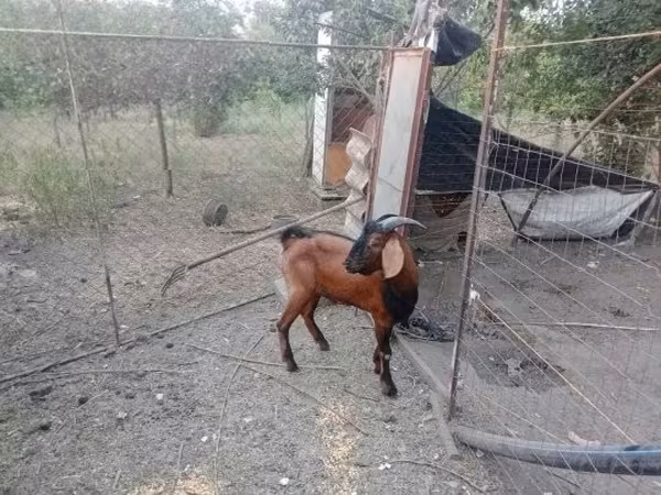 Козел, Nubian Goat
