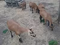 أغنام (دفعة، الجنس غير محدد), Cameroon sheep — الصورة 2