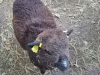भेड़, Southdown sheep — फ़ोटो 3
