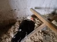 Ducks — الصورة 2
