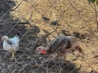 Seidenhuhn — Foto 6